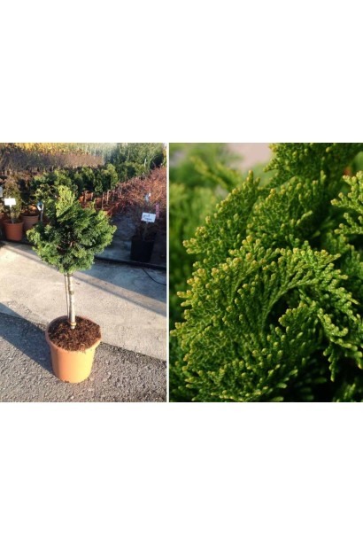 Кипарисовик тупой Нана Грацилис на штамбе саженец